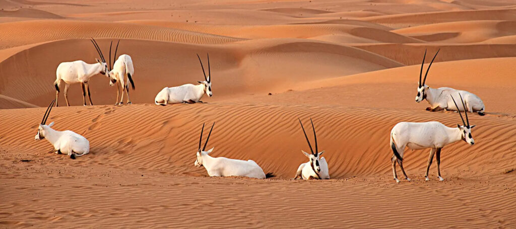 Al Marmoom Desert Conservation Reserve