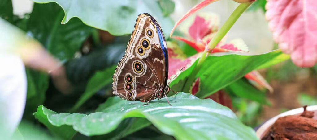 Dubai Butterfly Garden