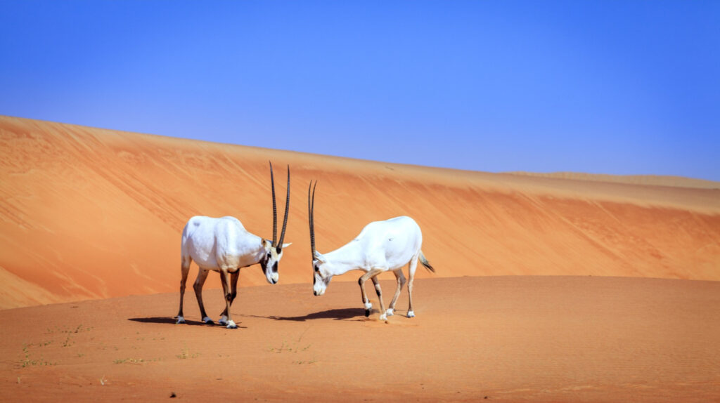 Dubai Desert Conservation Reserve