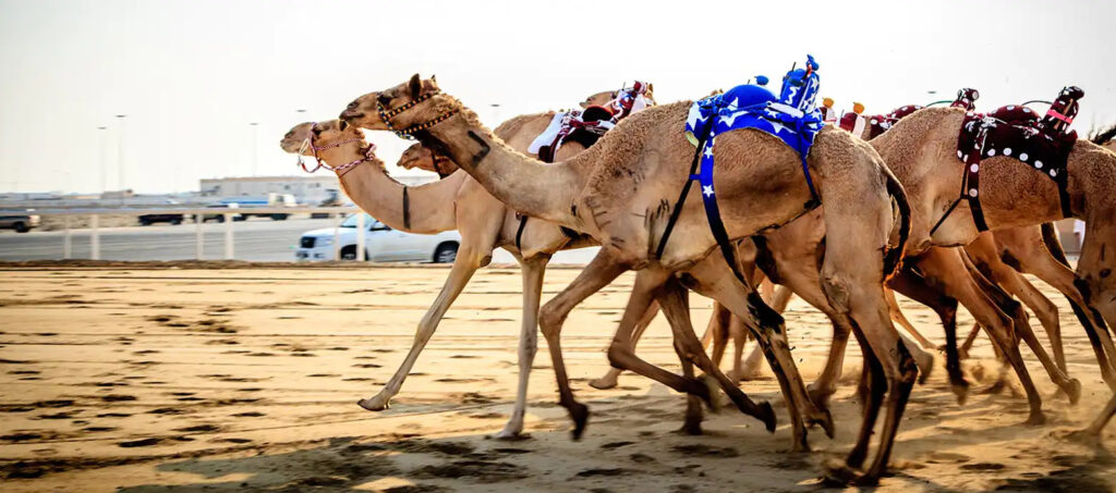 The Camel Racing Club Dubai