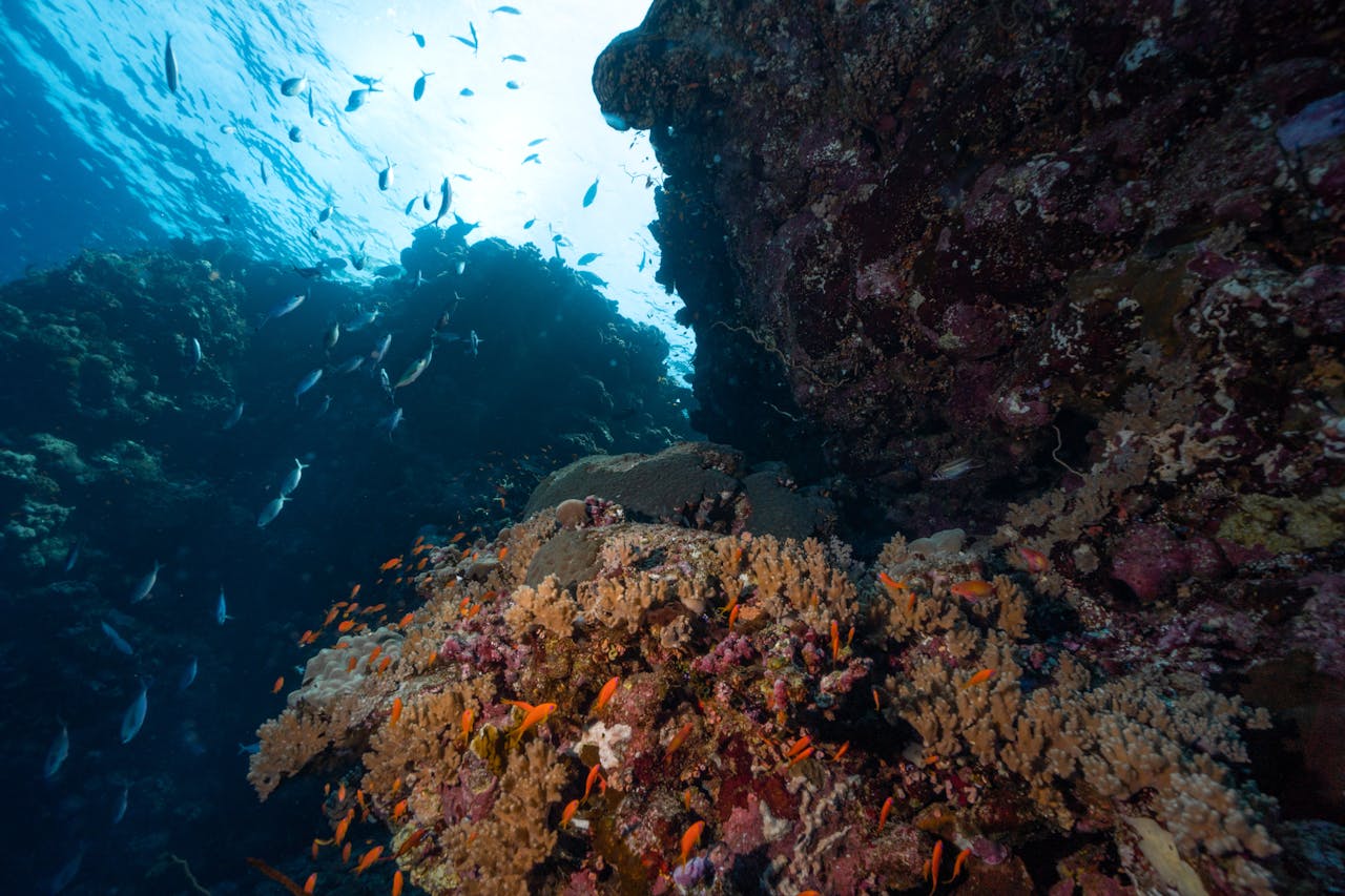 The Splendor of the Great Barrier Reef, Australia