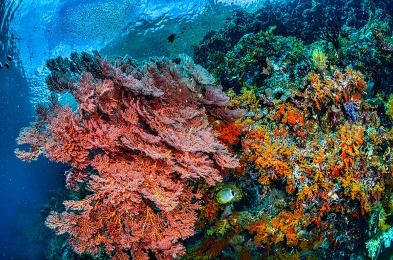 Great Barrier Reef